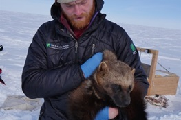WOLVERINES! WCS Arctic Team Collaring Elusive Predators on Alaska’s North Slope
